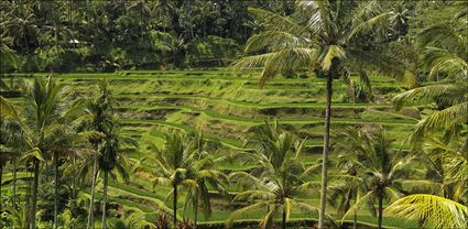 Rice Terraces - Bali T (PBH4 00 16578)